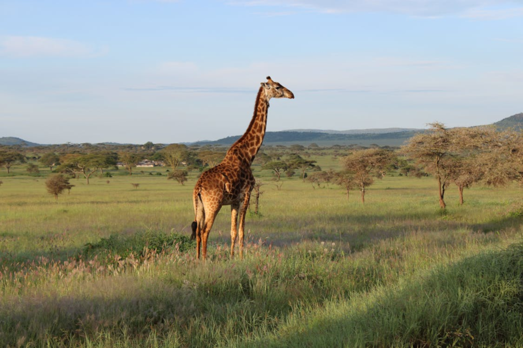 tanzania safari - featured image