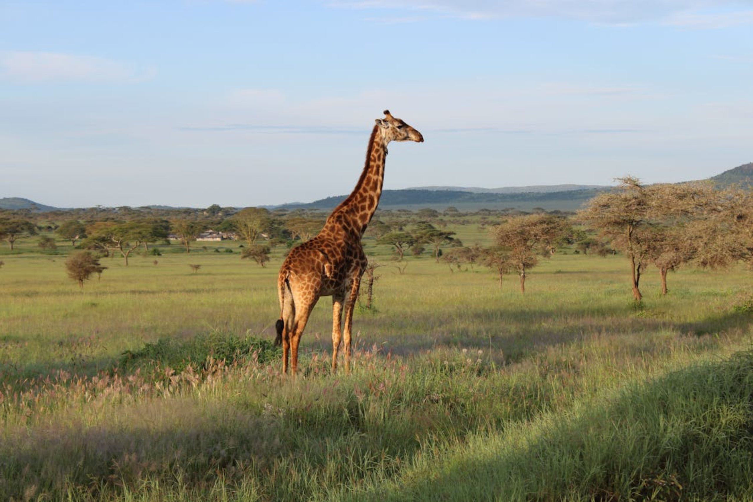 tanzania safari - featured image